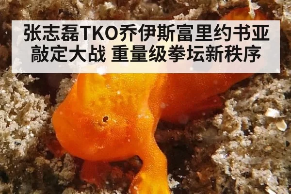 张志磊TKO乔伊斯富里约书亚敲定大战 重量级拳坛新秩序